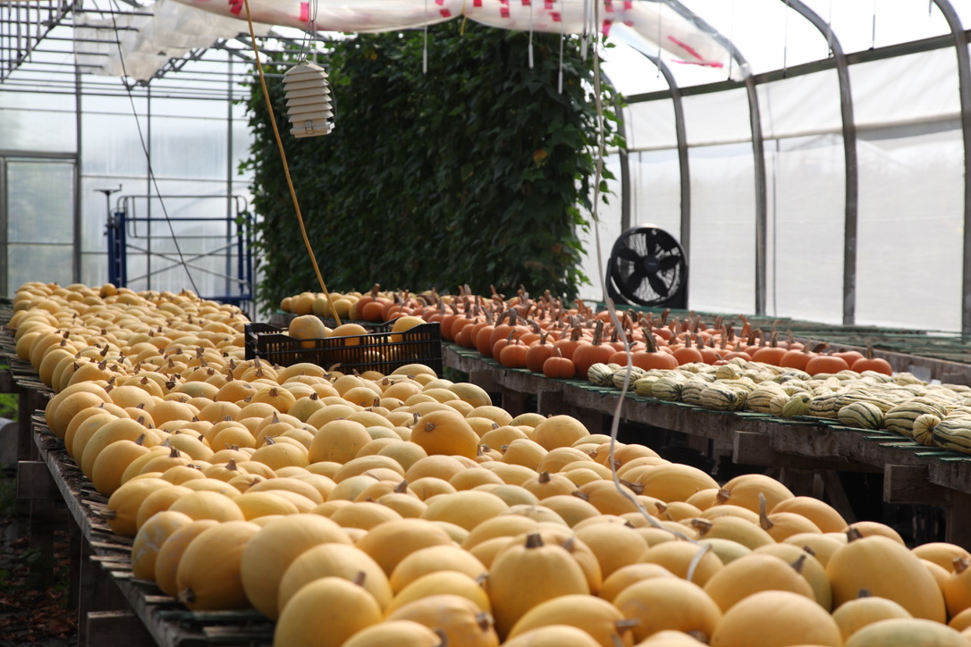 Squash Farm