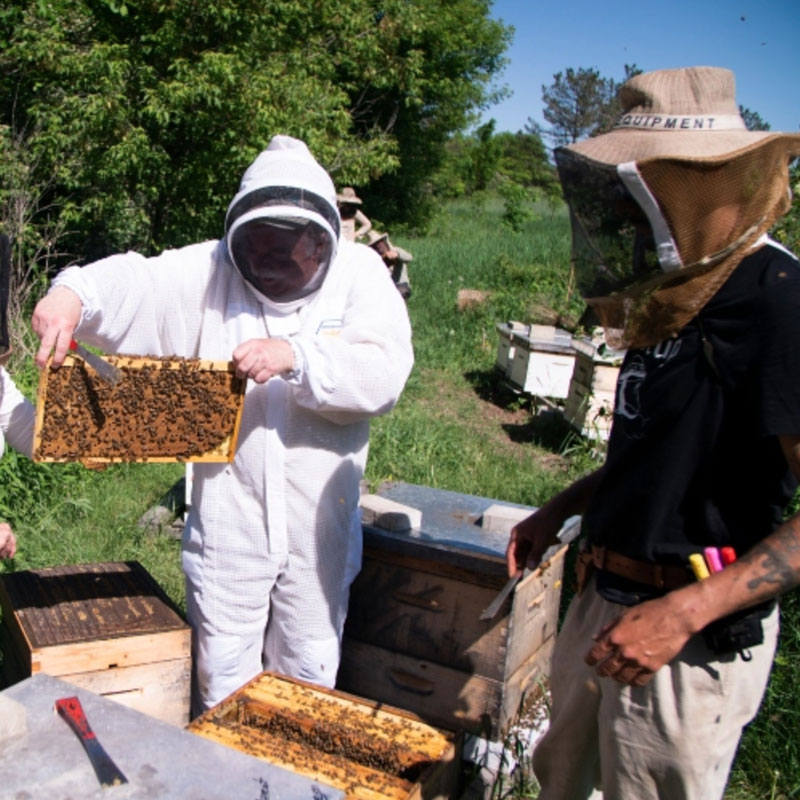 Capital Bees