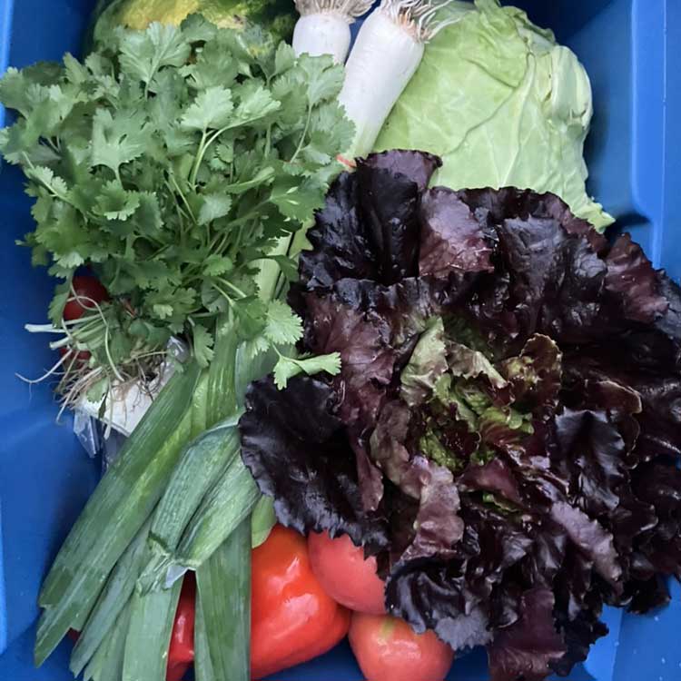 A bin of vegetables