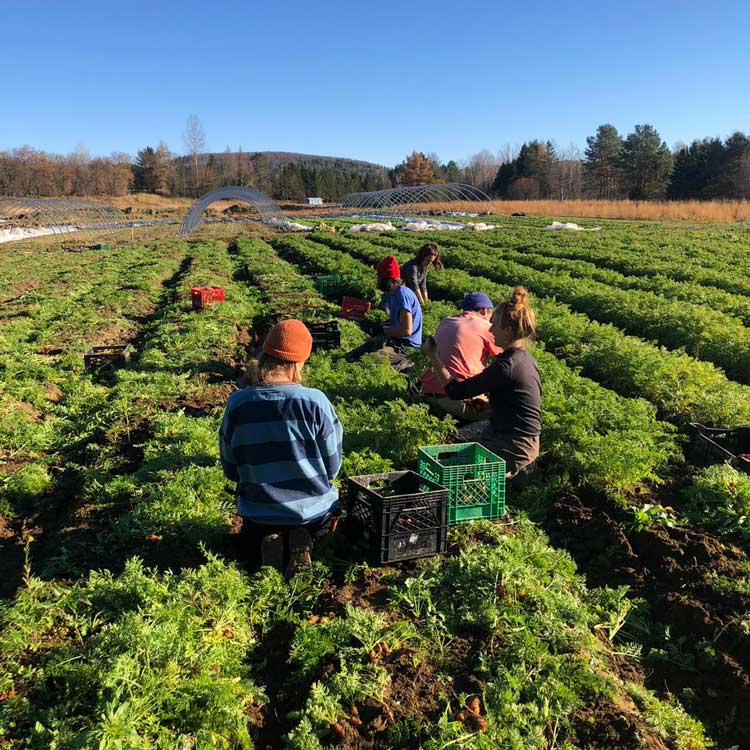 A group of farmers working in a field